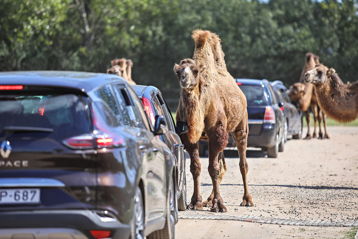 Régi álom nyomán Született A szafaripark Szadán