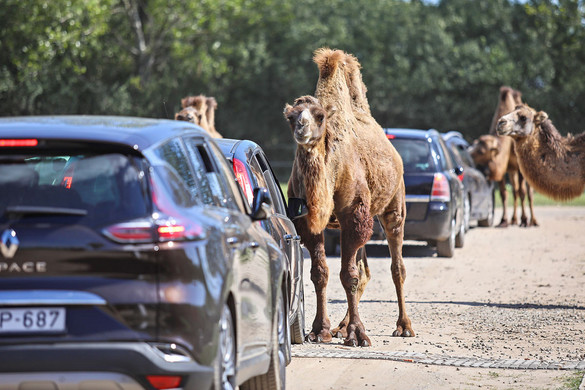 Régi álom nyomán Született A szafaripark Szadán