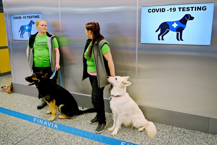 Képesek lehetnek kiszagolni a covid-betegeket a kutyák