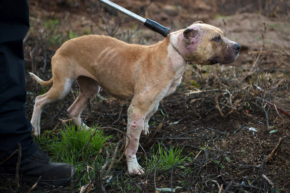 Félszáz kutyát sikerült megmenteni az állatviadaloktól