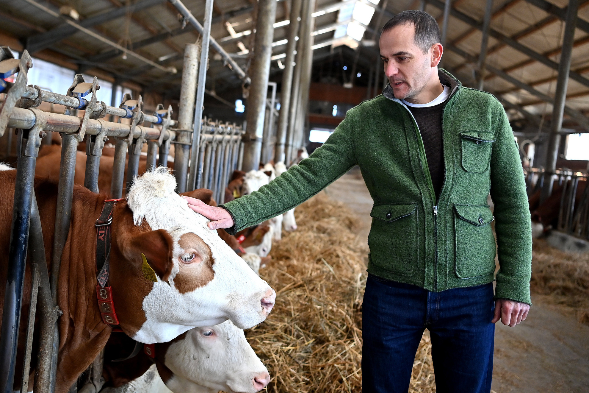 Ficsor Árpád mezőgazdasági vállalkozó dunaharaszti tehenészetében, ahol Nagy István agrárminiszter az őstermelőket érintő változásokról tartott tájékoztatót