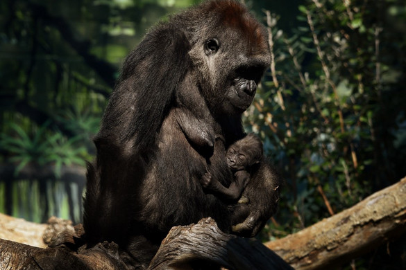 Két gorilla is elkapta a vírust a San Diego-i állatkertben