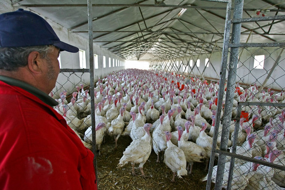 Szétterjedt a madárinfluenza Európában, a betegség aggasztja az ágazat hazai szereplőt