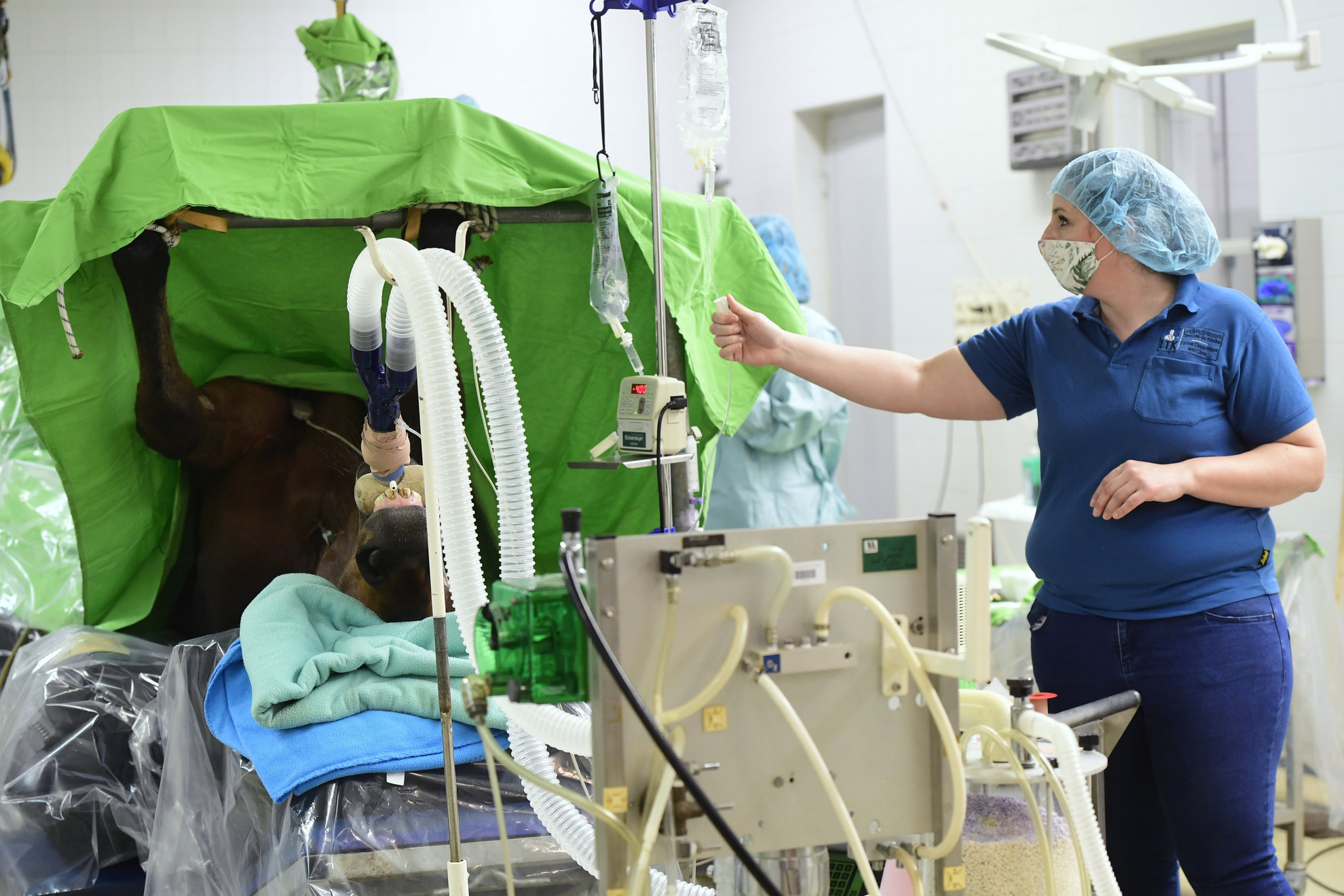 Fotó: MTI/Koszticsák Szilárd Egy lovat műtenek az Állatorvostudományi Egyetem Lógyógyászati Tanszék és Klinika műtőjében