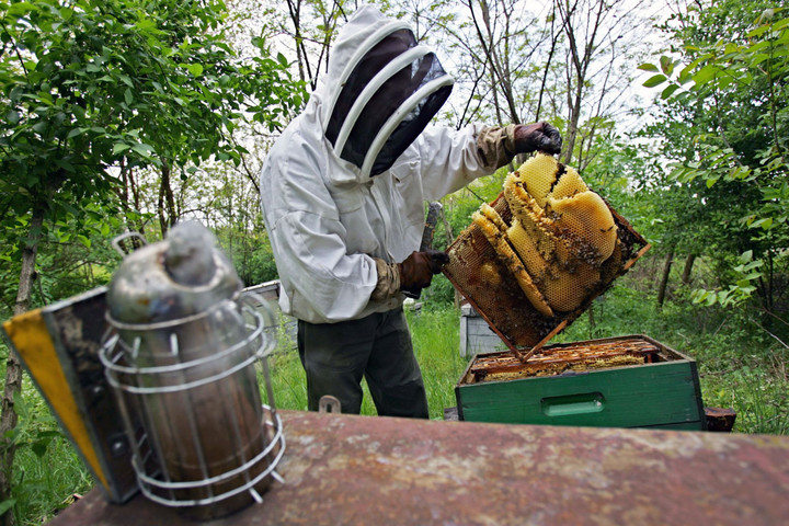 A méhészek a sikeres mezőgazdaság kulcsai