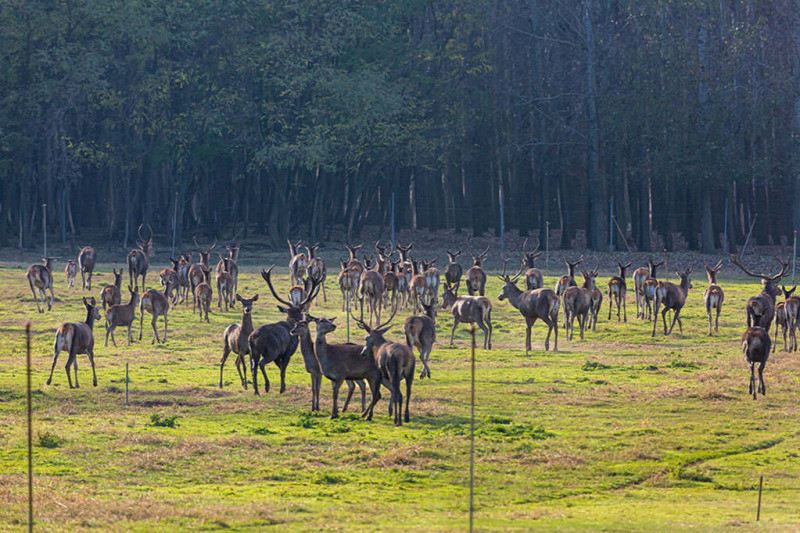 Bige Lászlónak az egyik luxushobbija a vadászat, Nyíregyháza környékén egy saját vadászparkot is létrehozott, ahol több száz őzet, szarvast, vaddisznót őriznek