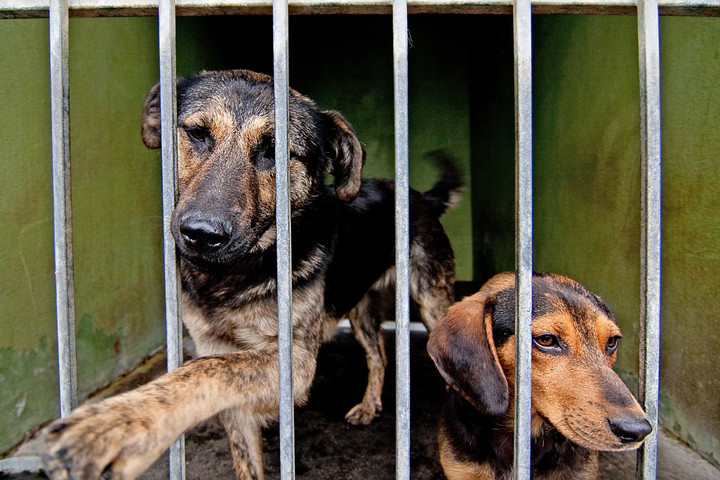 Állatkínzókat ítéltek el Nyíregyházán