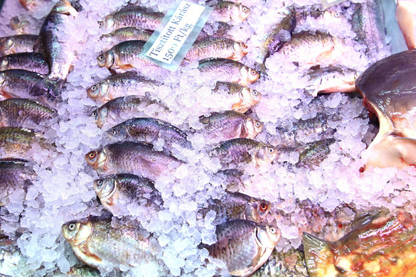 Felkészült a vásárlási rohamra a hortobágyi halgazdaság