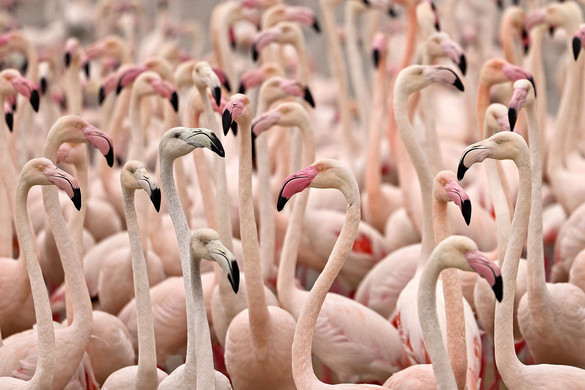 Flamingóparádé Dubajban