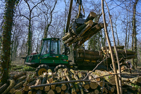 Agrárminisztérium: Továbbra is tilos az őshonos fák tarvágása