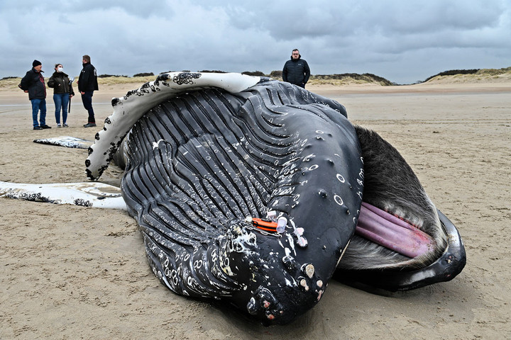 Fotó: AFP/Denis Charlet Meglepetés a tengerből