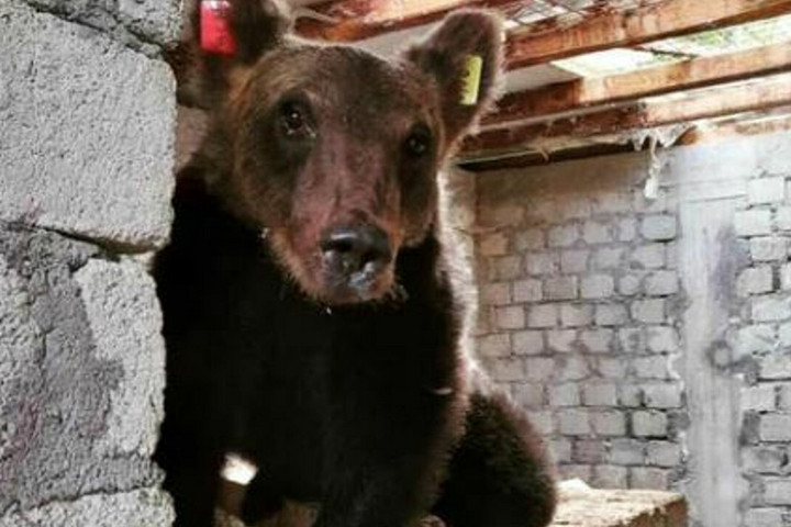 Gyászolják a sütievő medve halálát az olaszok