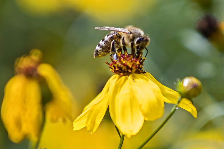 Magyarország méh- és mézszerető ország