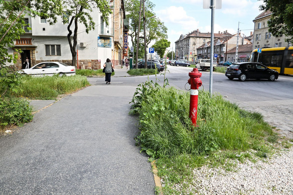 Elszaporodtak Karácsony méhlegelői