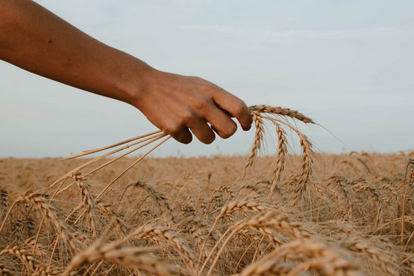 Az Ukrajnában felhalmozódott gabonát minél előbb ki kell szabadítani