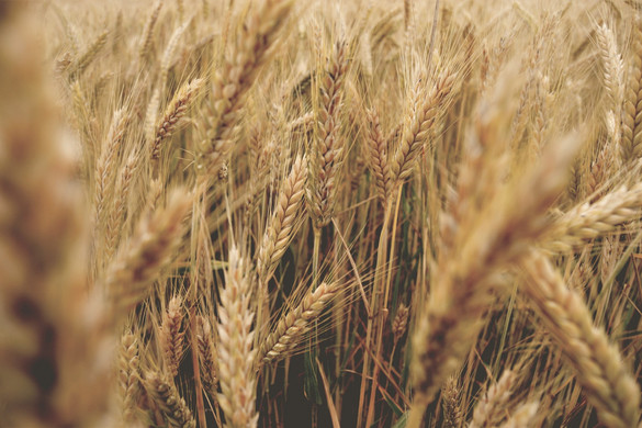 Idén jelentősen visszaesik a betakarított gabona mennyisége Ukrajnában
