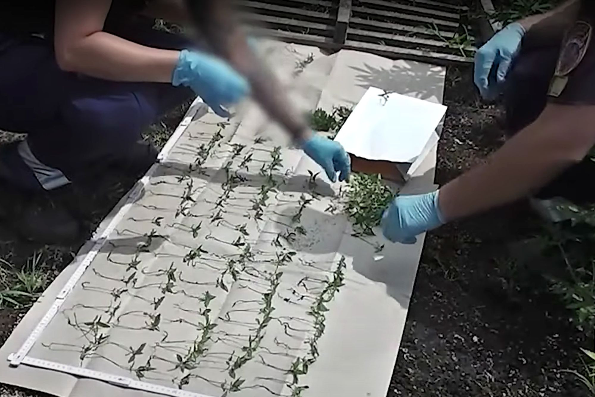 Struccfarmmal álcázták a kannabiszt