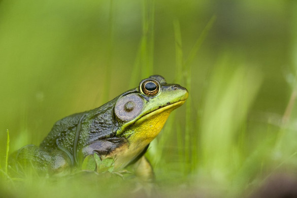 Vidáman bőg Európában az invazív ökörbéka