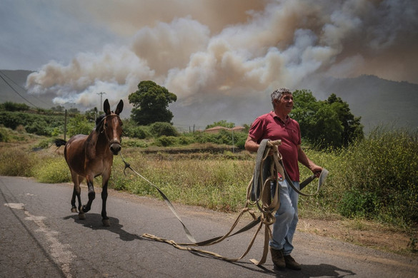 Erdőtűz pusztít a spanyolországi Tenerifén
