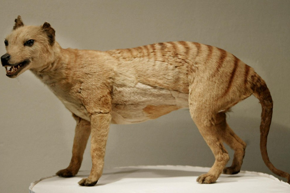 A tasmán tigris egy kitömött példánya a Sydney-ben lévő Ausztrál Múzeumban