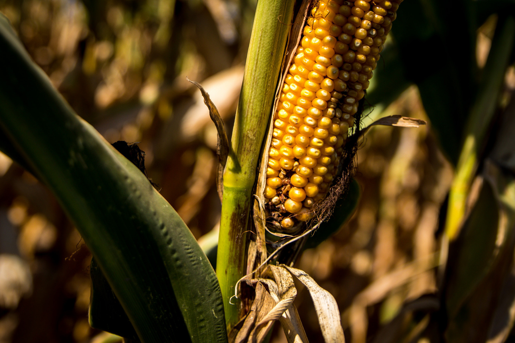Az idei kukorica termést  maximum takarmányként lehet  majd értékesíteni