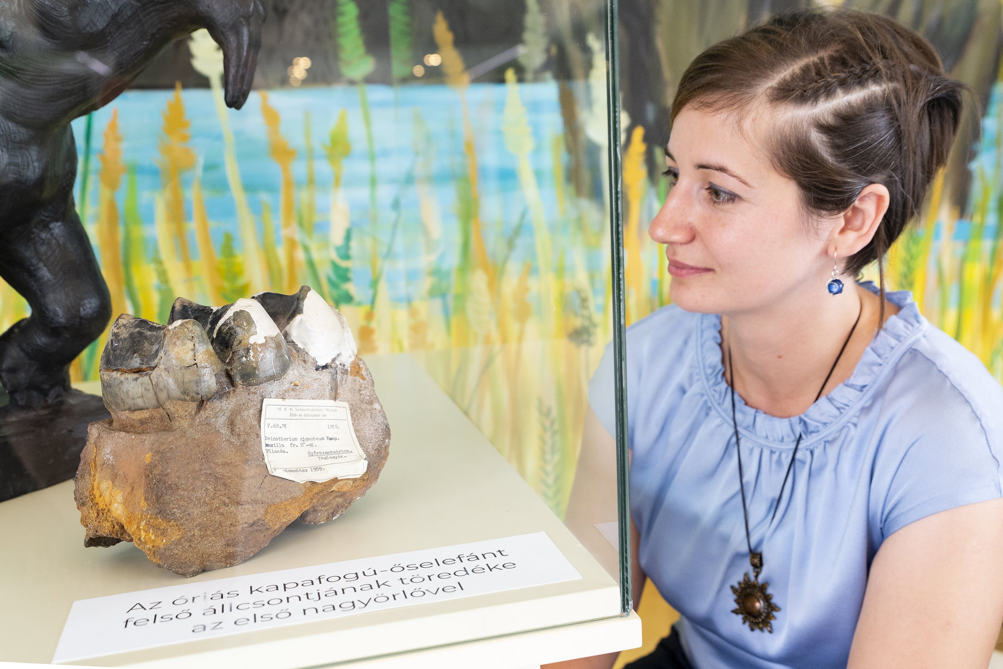 Kapafogú őselefánt (Deinotherium giganteum) csontjait nézi Ress Anita, a Pannonhalma Városfejlesztő Nonprofit Kft. ügyvezetője a Pannonhalma Porta látogatóközpontban 2022. augusztus 25-én