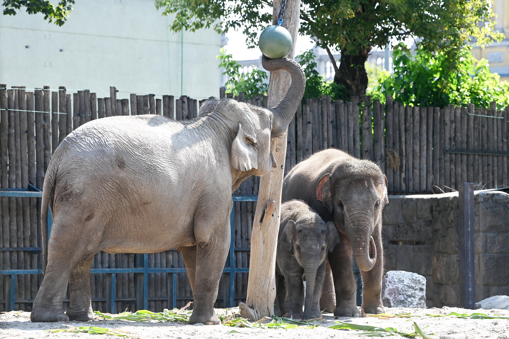 Ázsiai elefántok játszanak a Fővárosi Állat- és Növénykertben 2022. augusztus 9-én