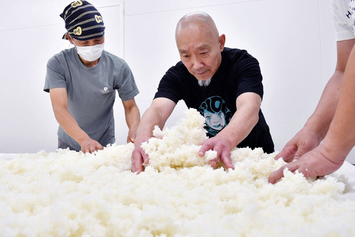 Fotó: The Yomiuri Shimbun via AFP/Noriaki Sasaki Rizsszemekben tenyésztenének hibrid marhahúst