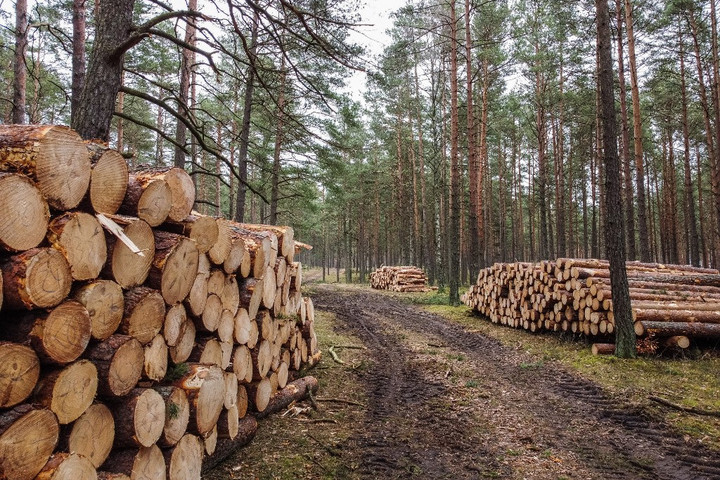 Gáz helyett a fához fordulnak Nyugat-Európában