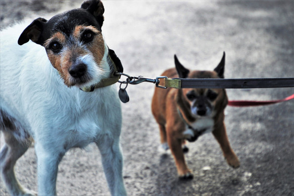Hamisított állatútlevelekkel akartak kutyákat behozni Beregsuránynál