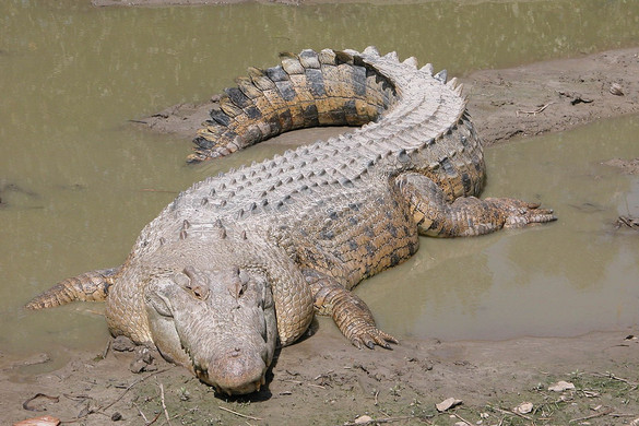 2500 éves krokodilmúmiákat találtak kutatók
