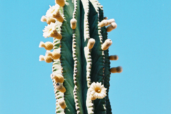 Megtelepedtek a kaktuszok az Alföldön