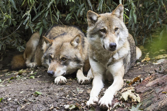 Növekszik a farkasok száma Ausztriában