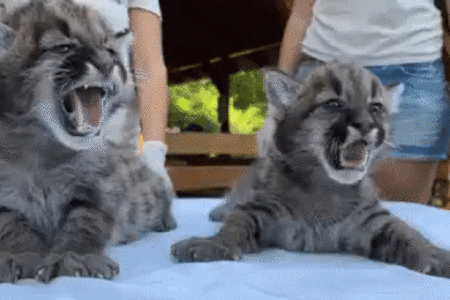 Puma ikrek születtek Nyíregyházán