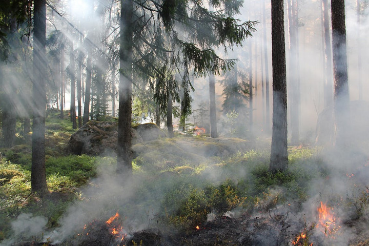 Az erdőtüzek előrejelzését és megfékezését segítheti az SZTE geográfusainak kutatása