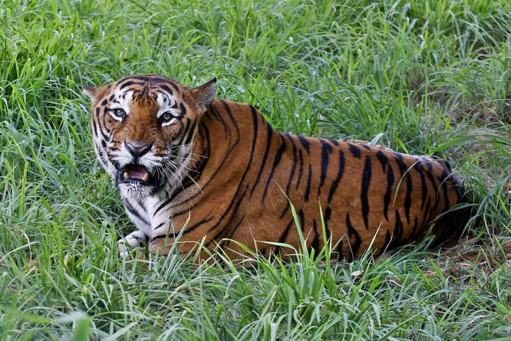 Tigris harapott meg egy idős férfit