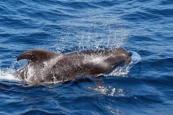 Oroszország harci delfinekkel védi a szevasztopoli-öblöt