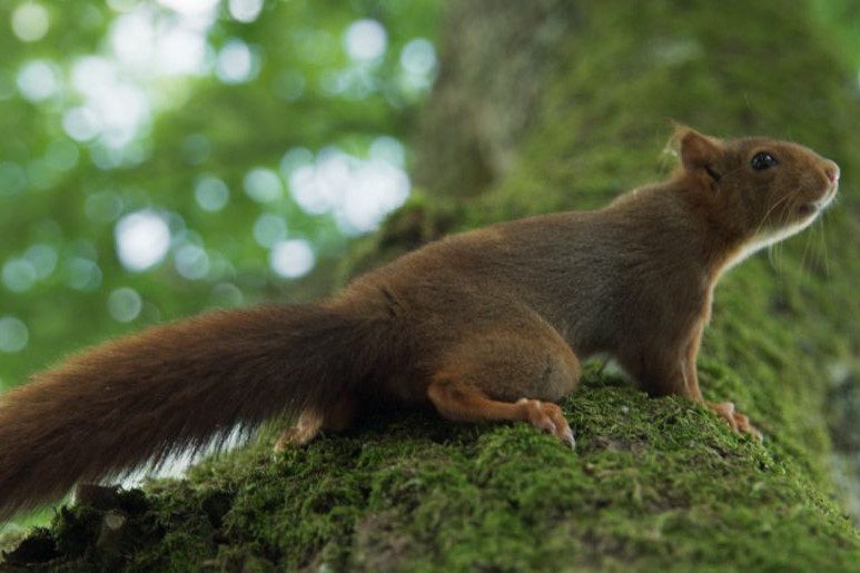 A mókus  fontos élettere a filmben szereplő tölgyfa, ezért jól megfigyeli, ki érkezik a fára, és mit csinál ott
