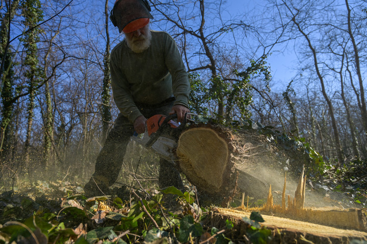 Tízmillió köbméter fa kerül a piacra Romániában