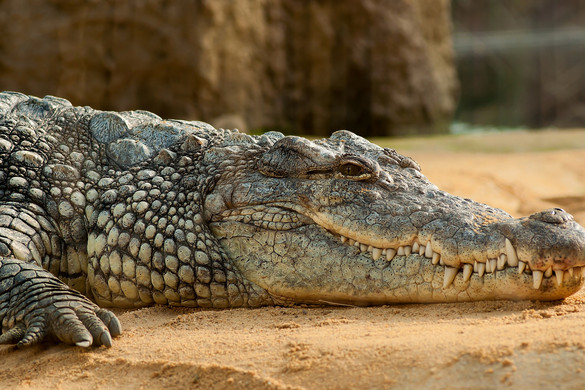 Több százan gyászolták Indiában a vegetáriánus krokodilt
