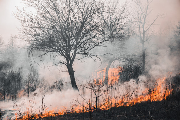EU: Több mint félmillió hektárnyi terület vált a lángok martalékává tavaly