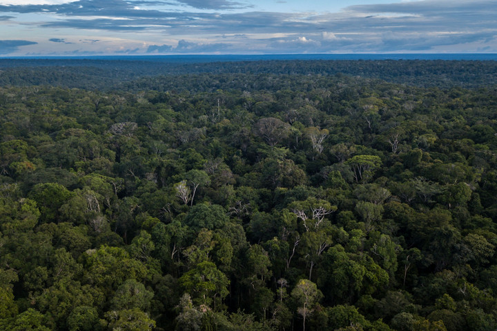 Több mint 11 százalékkal csökkent az amazonasi esőerdők irtásának mértéke