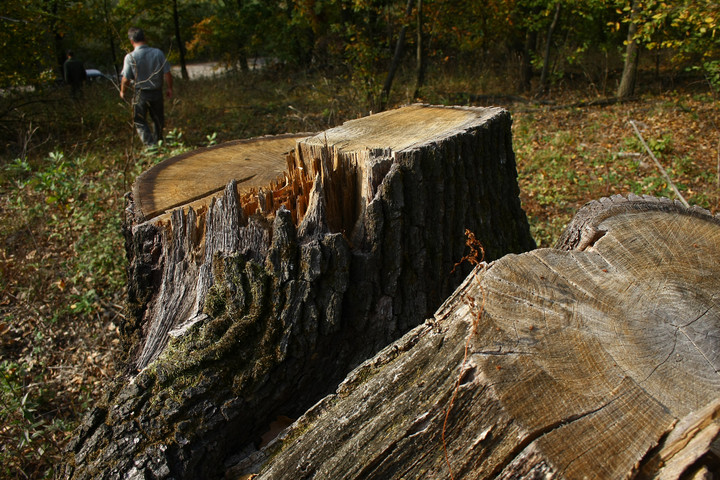 Ipari méretekben lopta a fát az erdész Romániában