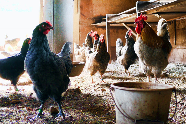 Fotó: Pexeles Agrárminisztérium: 15 milliárd forint keretösszegre pályázhatnak a baromfitartók