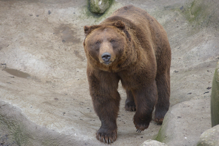 Önvédelemből lőtt medvét a szovátai polgármester