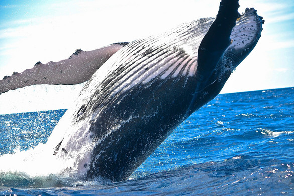 A kék bálnák a legnagyobb mikroműanyag-fogyasztók a világon