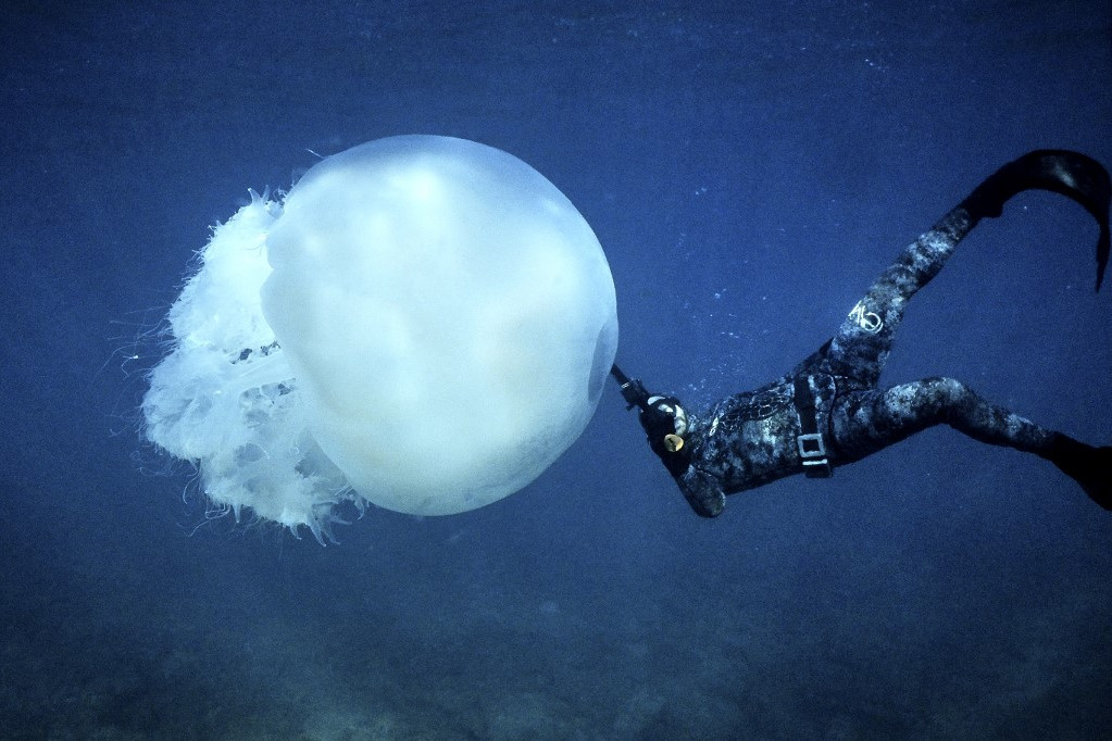 Egy szabadtüdős búvár egy hatalmas medúza közelében úszik a Libanon északi részén fekvő Batroun város partjainál 2022. február 13-án