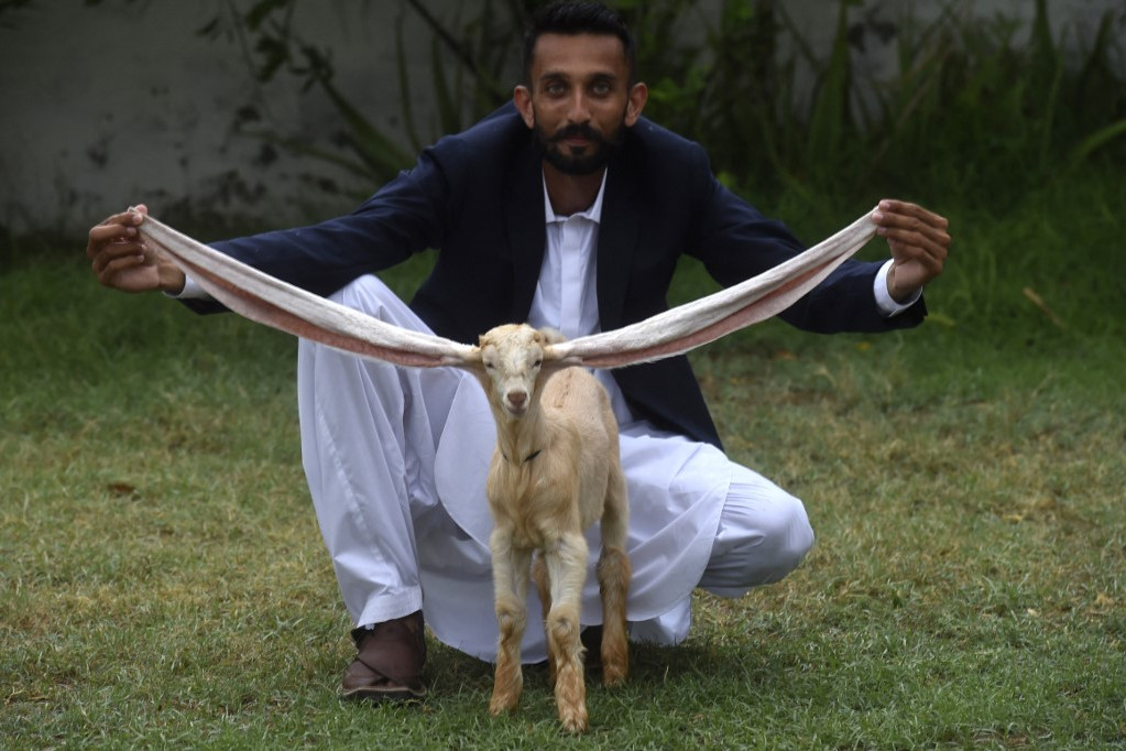 Mohammad Hasan Narejo tenyésztő kölyökkecskéjével, Simbával 2022. július 6-án Karacsiban. Ez a rendkívül hosszú fülű kecskebak a médiasztárok közé tartozik Pakisztánban.