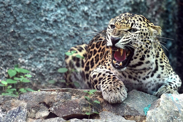 Több mint egy tucat embert sebesített meg egy leopárd egy indiai városban