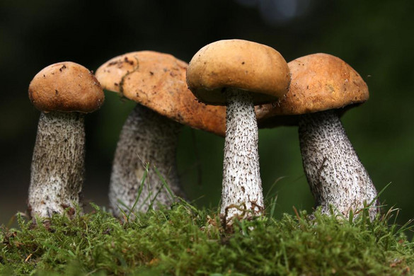 A gombák eddig ismeretlen tulajdonságára derült fény